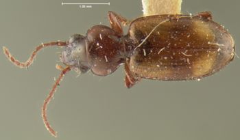 Media type: image;   Entomology 16300 Aspect: habitus dorsal view